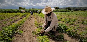 Samuel L., un trabajador del campo, fue asesinado a disparos en el Barrio de San Fabián, Palmar de Bravo. Las autoridades investigan el móvil del crimen.