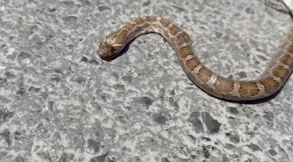 Joven rescata a un alicante en colonia Zaragoza tras hallarlo en riesgo dentro de un charco; lo liberó en una zona segura.