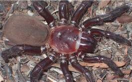 La araña trampa habita el norte de Australia y puede medir hasta 5 centímetros de longitud.