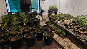 Una finca abandonada en Zapopan con plantas de marihuana son aseguradas