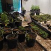 Una finca abandonada en Zapopan con plantas de marihuana son aseguradas