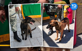 Perros policía:  Conoce a los binomios caninos de la Marina