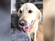 Cooper ahora está de regreso con su familia para siempre. | Cortesía