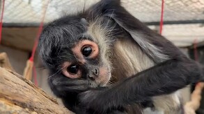 Ejemplar hembra de mono araña acostado sobre un troco dentro de la Unidad de Rescate de Fauna Silvestre