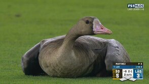 ¿Es pato o un ganso?