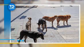 Se da la pena máxima de seis años a maltratadores de animales.