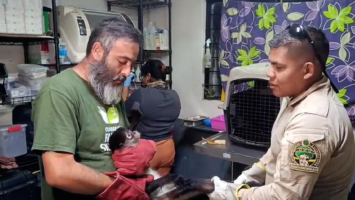 Mono araña siendo sostenido por médicos veterinarios y guardabosques de la Unidad de Rescate de Fauna Silvestre en Tlajomulco