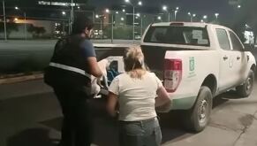 Rescata Secretaría de Medio Ambiente a perrito abandonado en avenida de Guadalupe, Nuevo León.