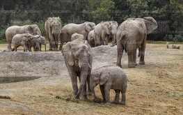 manada de elefantes de africam safari