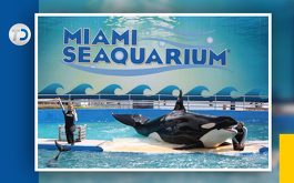 La orca tiene 57 años, lo que la convierte en la ballena asesina en cautiverio más longeva del mundo.