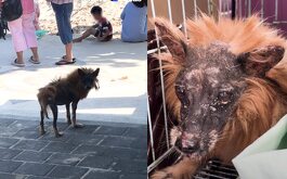 El perrito tenía un parásito que tuvo que ser tratado por un veterinario