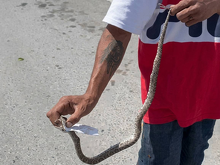 Joven rescata a un alicante en colonia Zaragoza tras hallarlo en riesgo dentro de un charco; lo liberó en una zona segura.