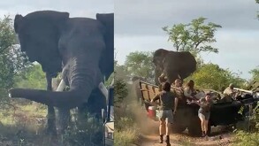 Safari de la reserva de caza de Selati en Sudáfrica