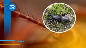 ¿Son peligrosos los vinagrillos? Qué hacer si encuentro uno