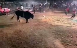El animal era montado por un hombre de la región, cuando derribó las barreras de protección metálicas del ruedo y embistió a la gente.