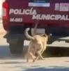 Perros corriendo detrás de una patrulla de policía.