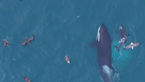 La técnica del varamiento intencional es una estrategia de caza extremadamente compleja que las orcas han desarrollado en la Península de Váldes.