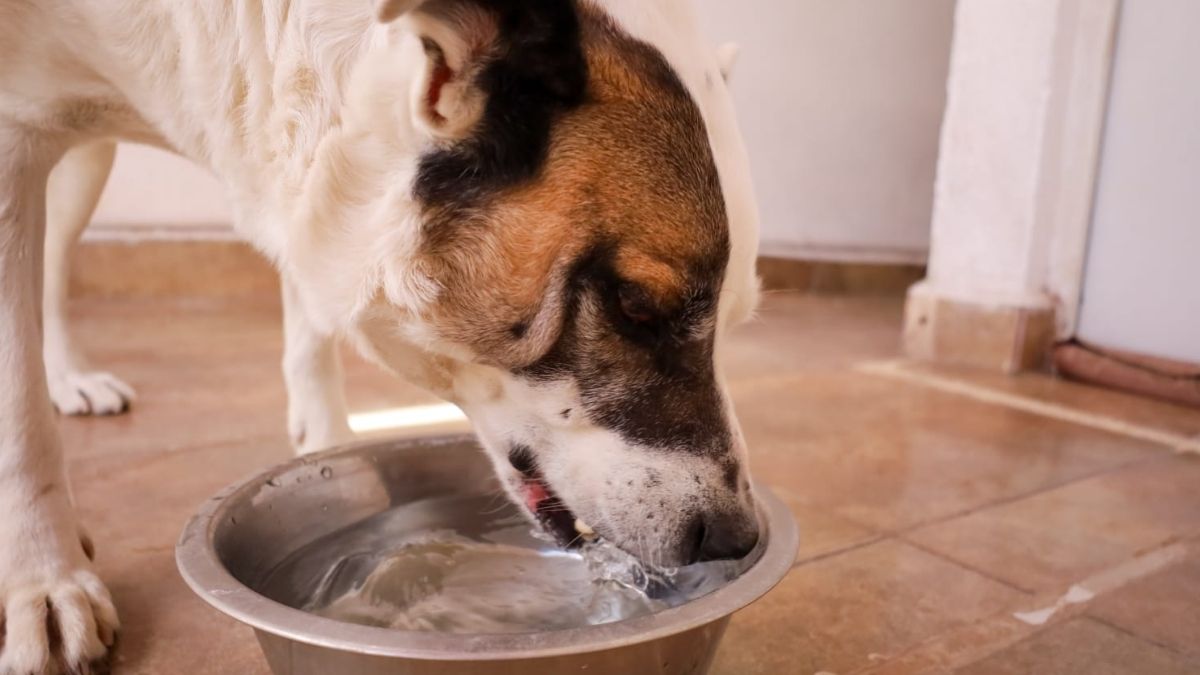 Mascotas en Torreón tomando agua