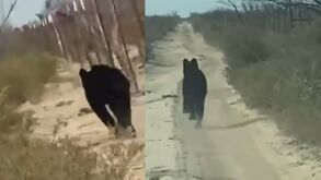Oso negro en La Laguna caminando por terracería.