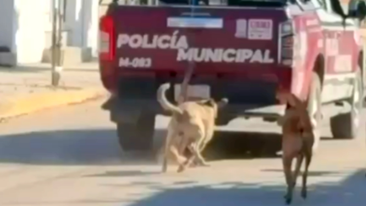Perros corriendo detrás de una patrulla de policía.