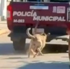 Perros corriendo detrás de una patrulla de policía.