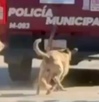 Perros corriendo detrás de una patrulla de policía.