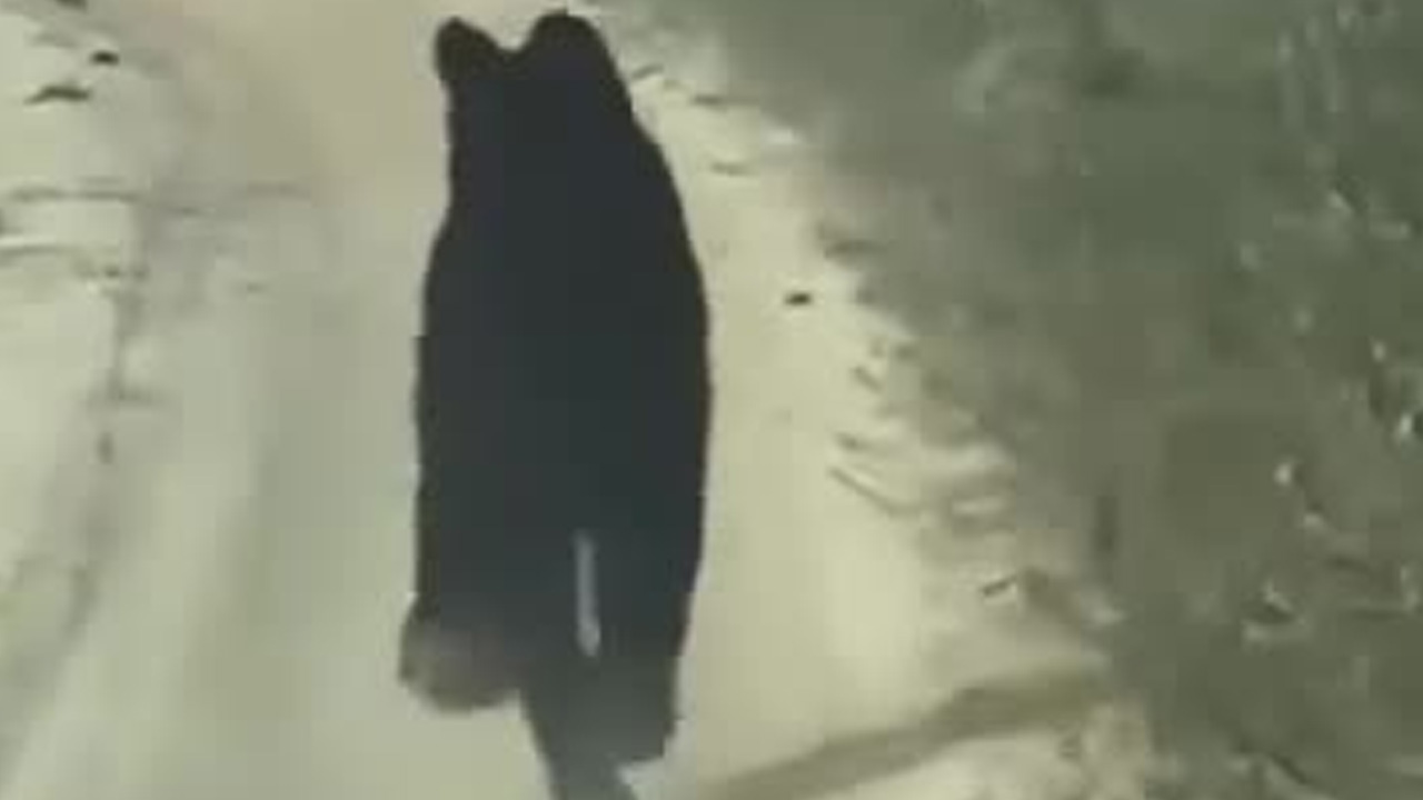 Expertos y habitantes locales coinciden en que las altas temperaturas y la escasez de recursos obligan a estos ejemplares a descender de las zonas montañosas.