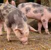 Cerdos domesticados
