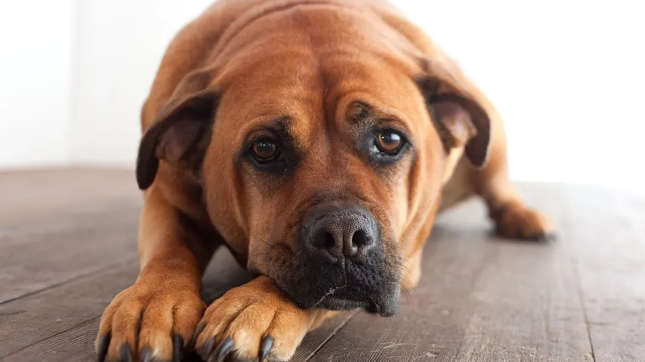 La asociación Tac denunció a policías ministeriales de Puebla por presuntamente liberar a un hombre acusado de matar a un perro con machete.