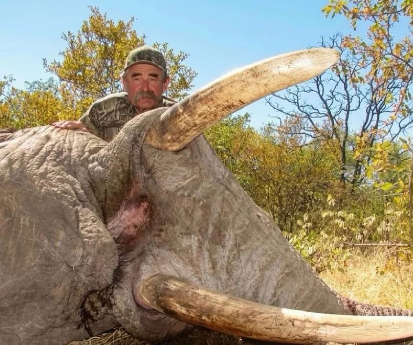 Cazador estadounidense muere tras ataque de elefantes en África durante un safari; el incidente ocurrió al encontrarse con una manada que protegía a su cría.