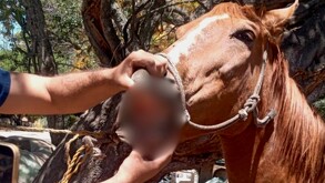 Fiscalía asegura seis caballos que se encontraban en estado de maltrato.