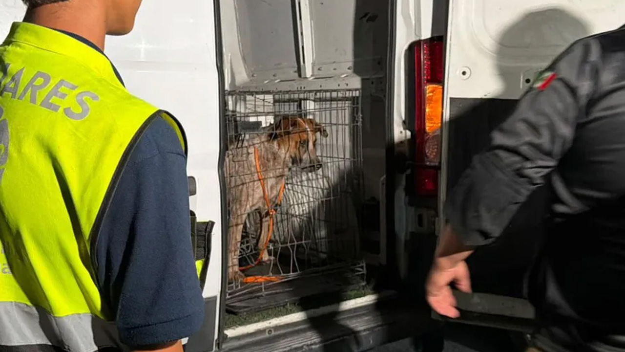 Un hombre fue detenido en Santa Catarina tras ser denunciado por vecinos por presunto maltrato animal.