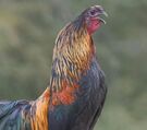 Matan a criador de Gallos en Tenampulco, Puebla.