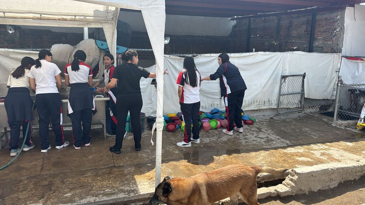 Conoce la inspiradora labor de la maestra Violeta y los alumnos de la Escuela Técnica 121, quienes transforman tela en camas para perritos rescatados.