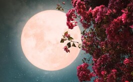 Luna de Flores, evento astronómico que se vivirá en el mes de mayo.