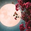 Luna de Flores, evento astronómico que se vivirá en el mes de mayo.