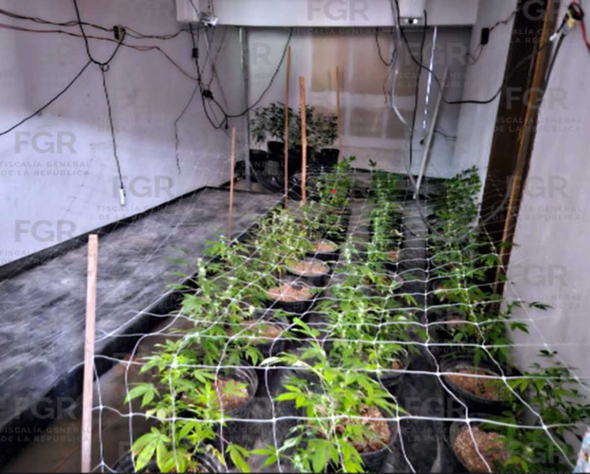plantas de marihuana