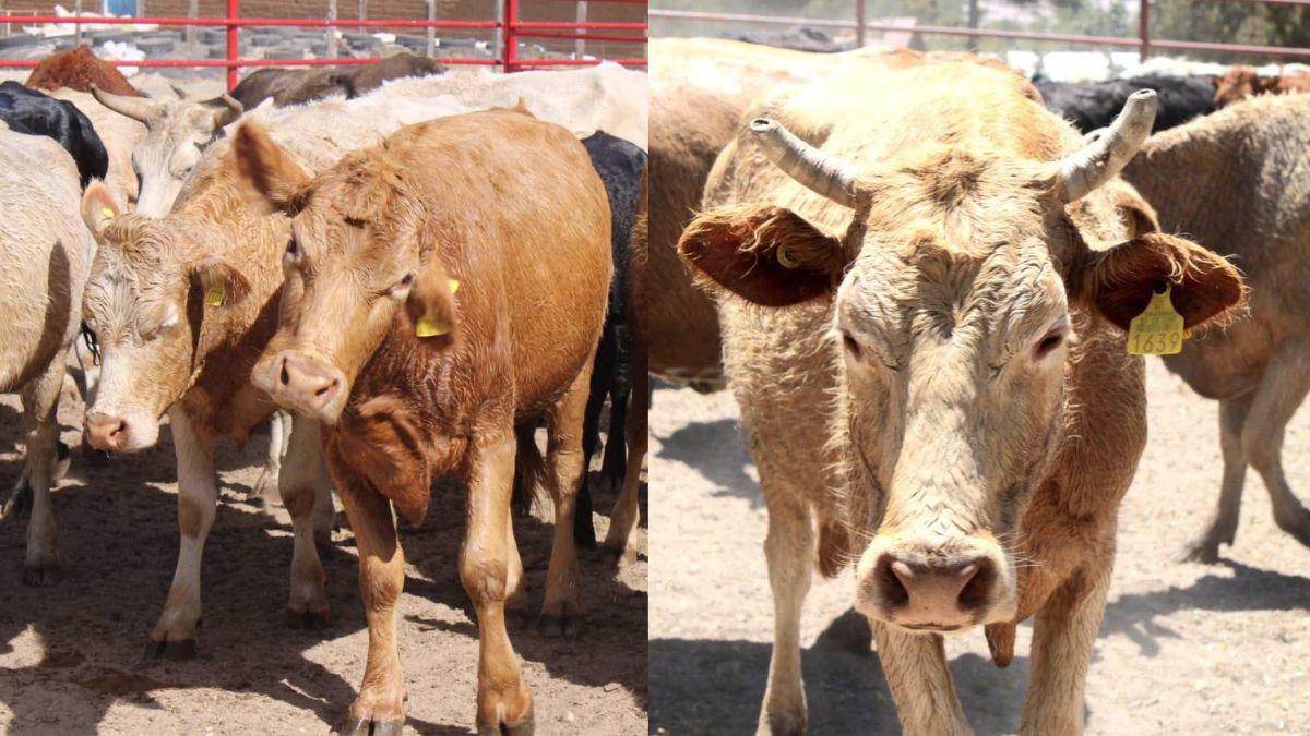 Gusano barrenador afecta al ganado en Durango