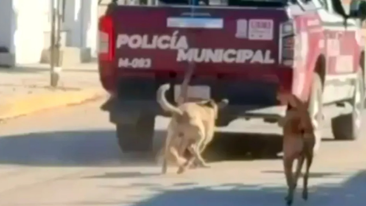 Un video difundido en redes muestra a una patrulla municipal arrastrando a un perro en Xochiltepec, Puebla.