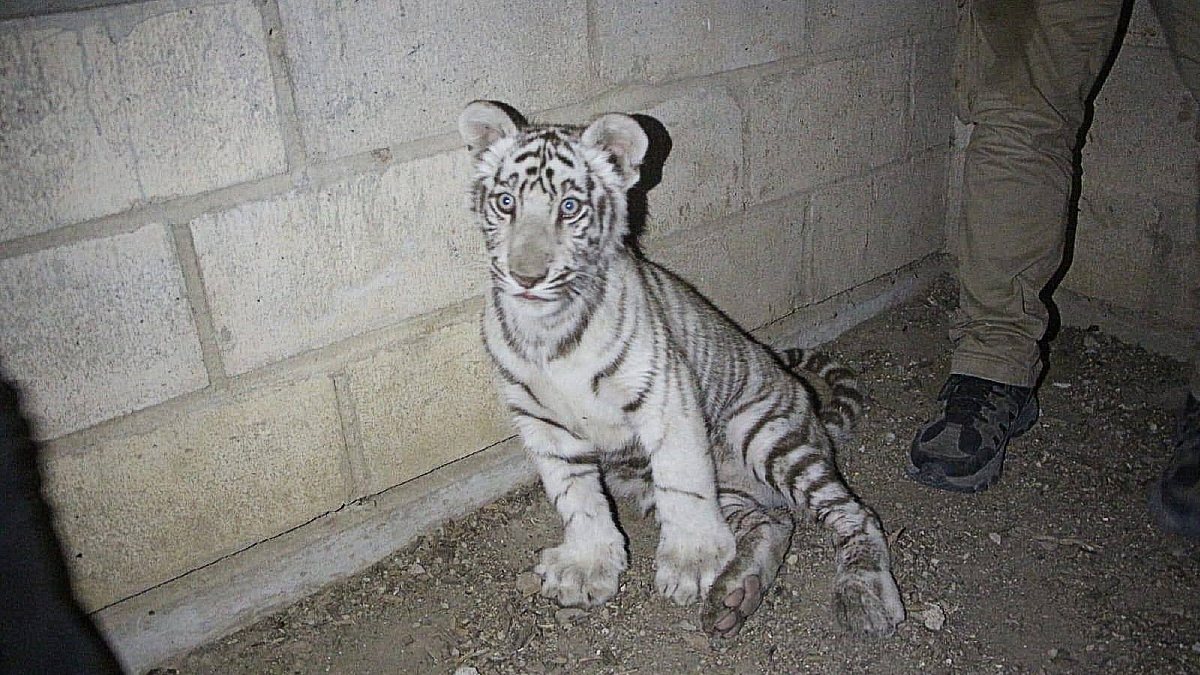 Autoridades rescatan a un cachorro de tigre blanco que deambulaba en Tlajomulco. Conoce los detalles y qué hacer en caso de avistar fauna silvestre.