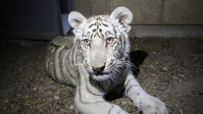 Autoridades rescatan a un cachorro de tigre blanco que deambulaba en Tlajomulco. Conoce los detalles y qué hacer en caso de avistar fauna silvestre.