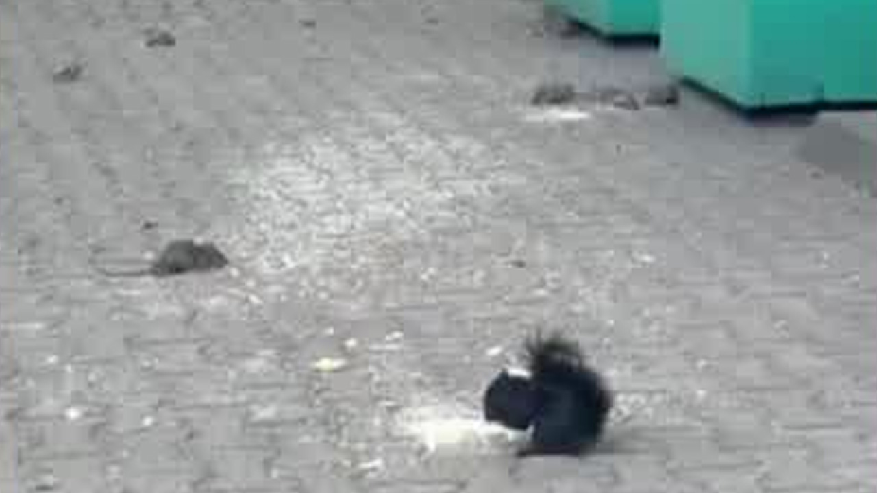 Vecinos de la colonia Del Valle denunciaron una plaga de ratas en el Parque San Lorenzo.
