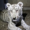 Autoridades rescatan a un cachorro de tigre blanco que deambulaba en Tlajomulco. Conoce los detalles y qué hacer en caso de avistar fauna silvestre.