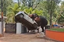 Elefante levantando un automóvil blanco con la trompa en la entrada de un templo en la India con árboles y palmeras alrededor