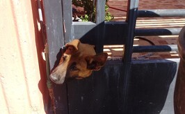 Perrito que quedó atrapado en un portón de Torreón y fue rescatado por Bomberos.