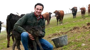 Torero Alberto Álvarez Navarro abrazando a un becerro en medio de un pastizal con vacas detrás