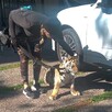 Cachorro de tigre de bengala con una correa, siendo acariciado por una mujer vestida de negro al lado de una camioneta blanca