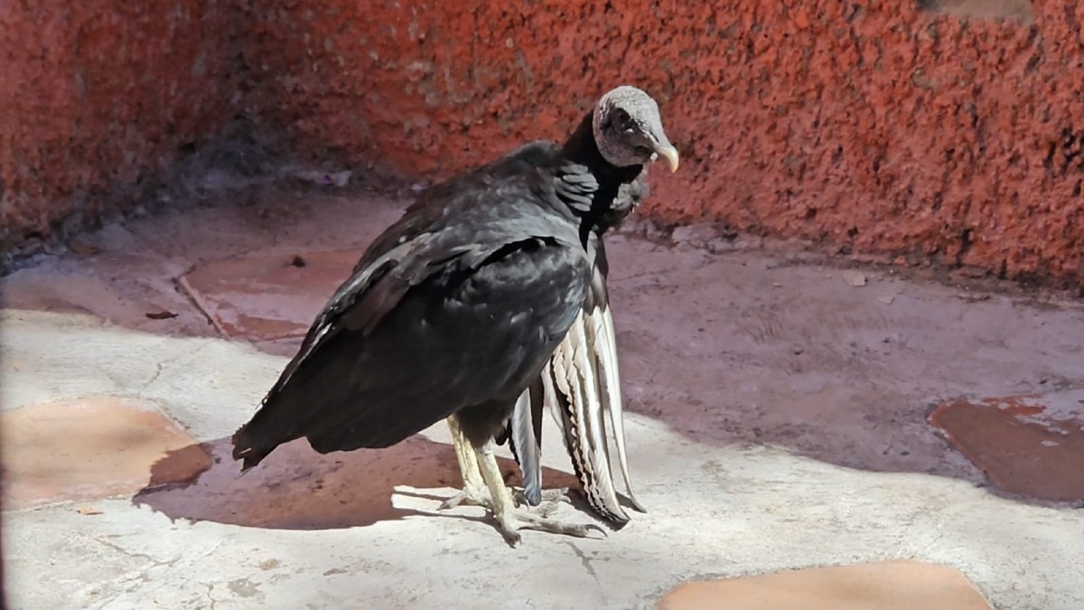 Buitre mirando hacia un costado atrapado dentro de la cochera de una casa con muro rojo y suelo de concreto