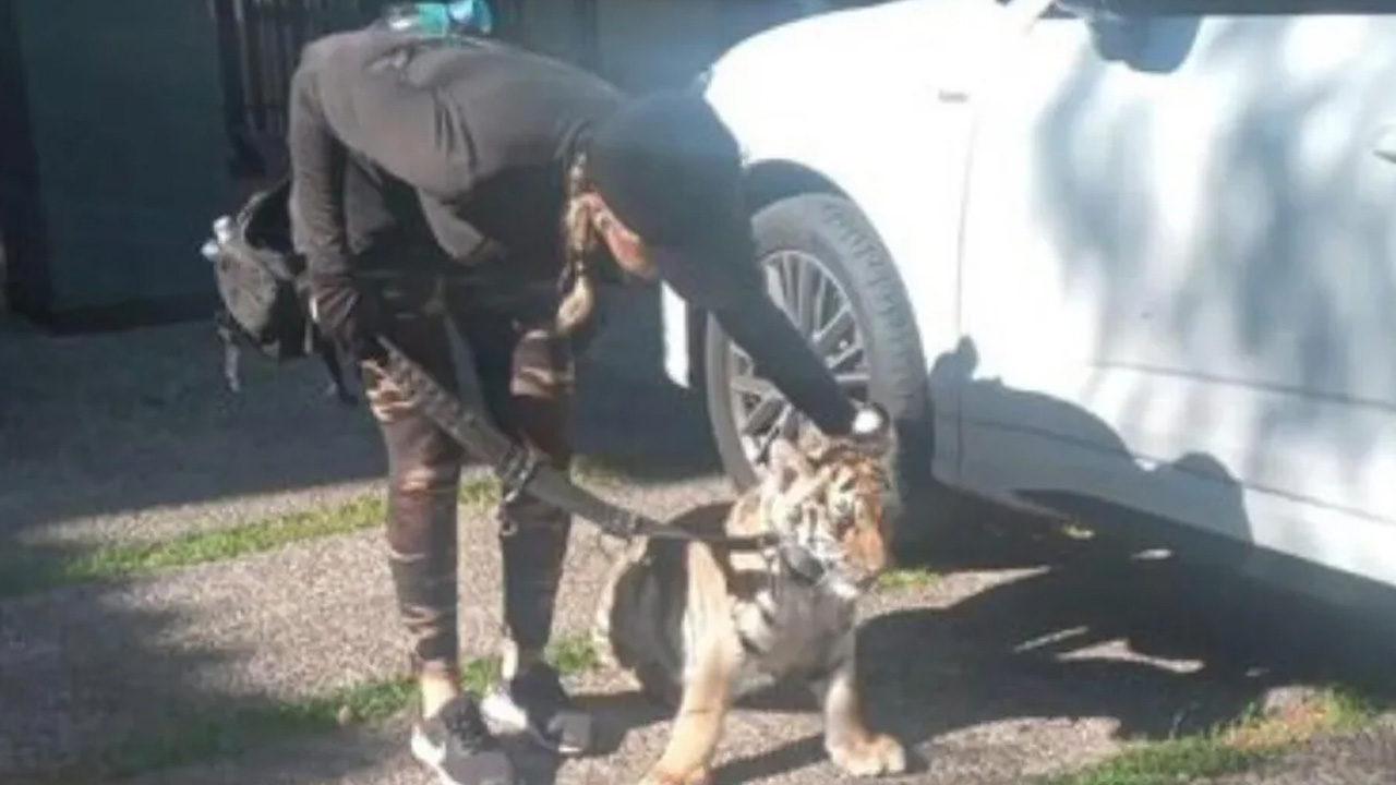 Un cachorro de tigre de bengala fue captado deambulando en el fraccionamiento Valle Real, Zapopan.