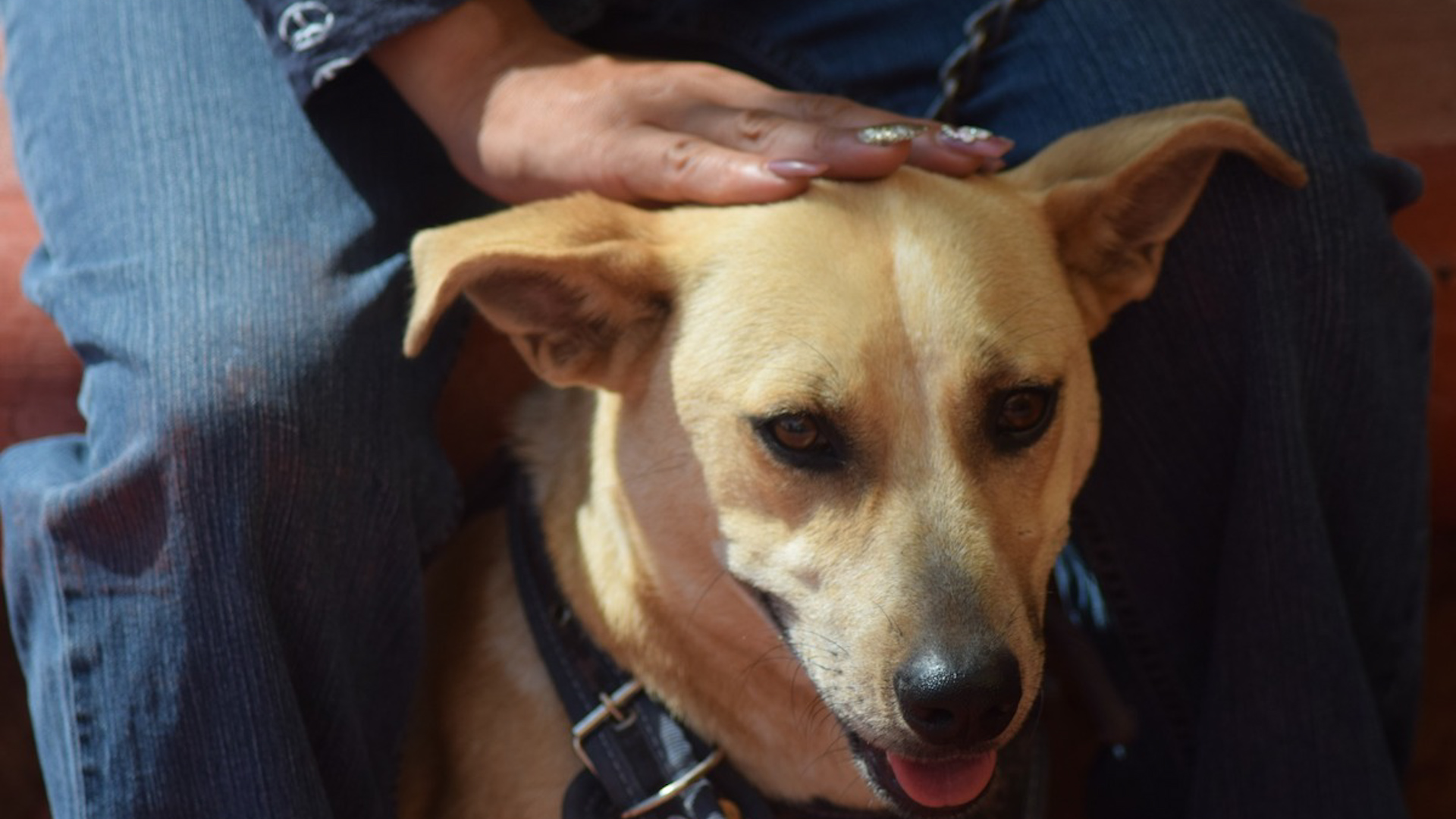 El asfalto en CdMx llega a 50°C. Evita quemaduras en las patas de tu perro y conoce por qué raparlos aumenta el riesgo de cáncer de piel.